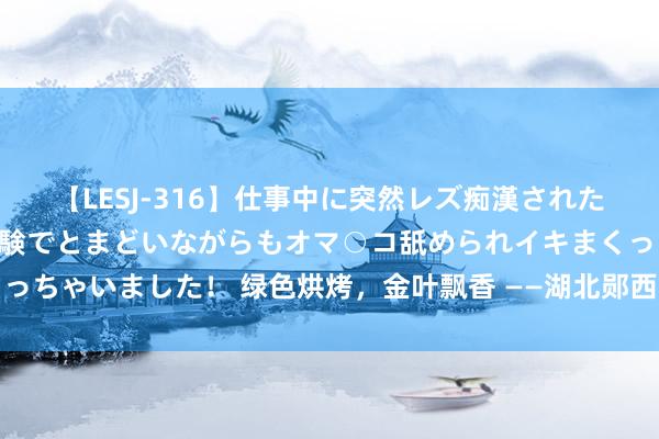 【LESJ-316】仕事中に突然レズ痴漢された私（ノンケ）初めての経験でとまどいながらもオマ○コ舐められイキまくっちゃいました！ 绿色烘烤，金叶飘香 ——湖北郧西县烟叶烘烤的变革之旅